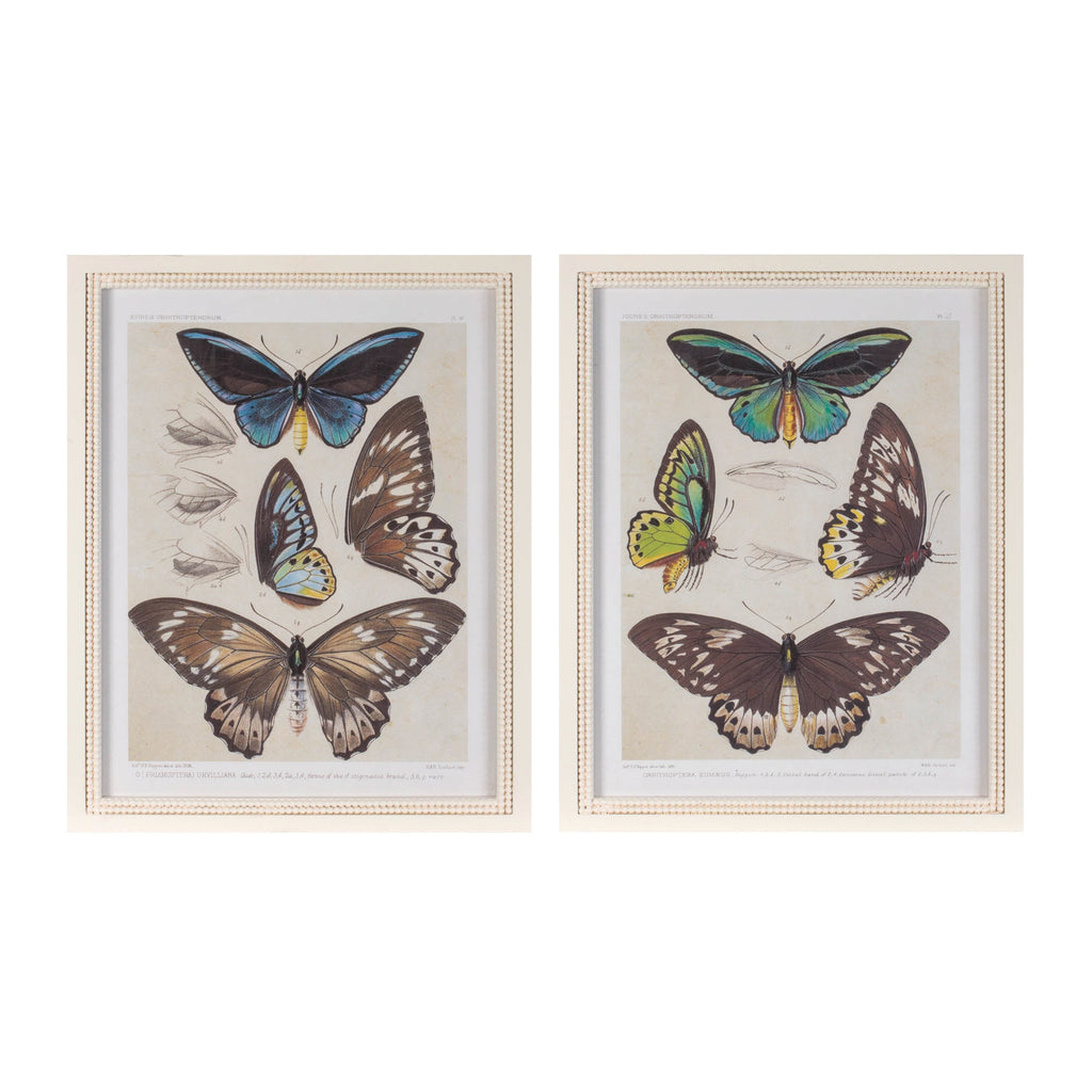 Framed Butterfly Print (Set of 2) 15.75"L x 19.75"H Wood/MDF/Glass