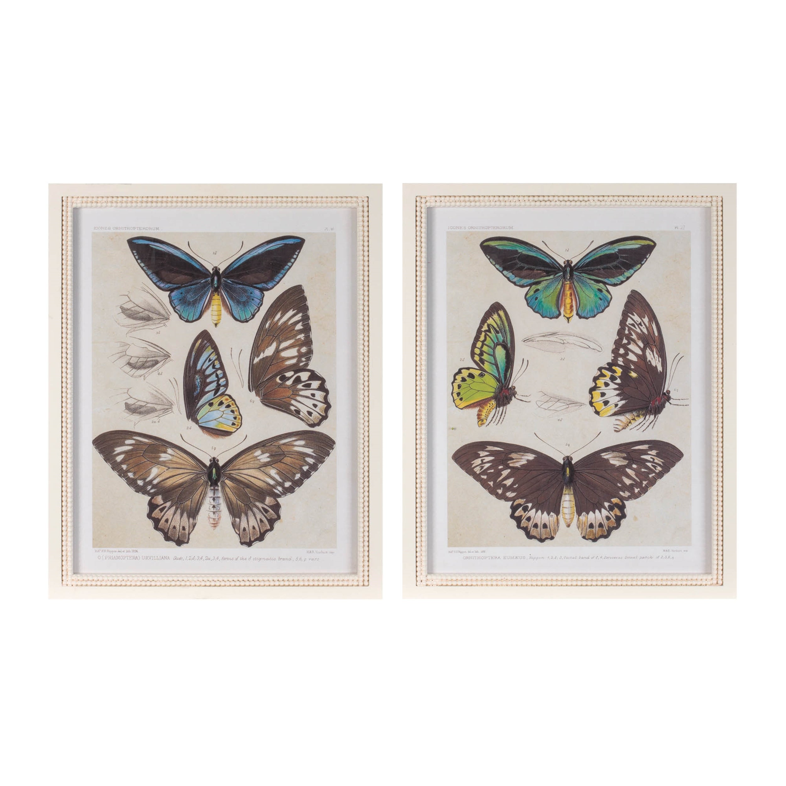 Framed Butterfly Print (Set of 2) 15.75"L x 19.75"H Wood/MDF/Glass
