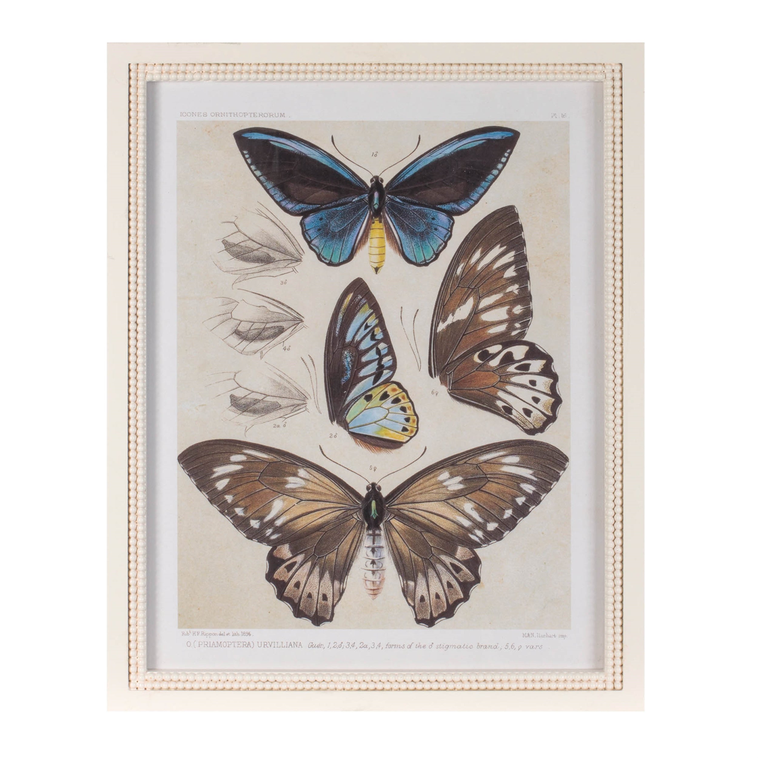 Framed Butterfly Print (Set of 2) 15.75"L x 19.75"H Wood/MDF/Glass