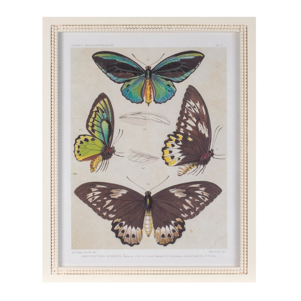 Framed Butterfly Print (Set of 2) 15.75"L x 19.75"H Wood/MDF/Glass