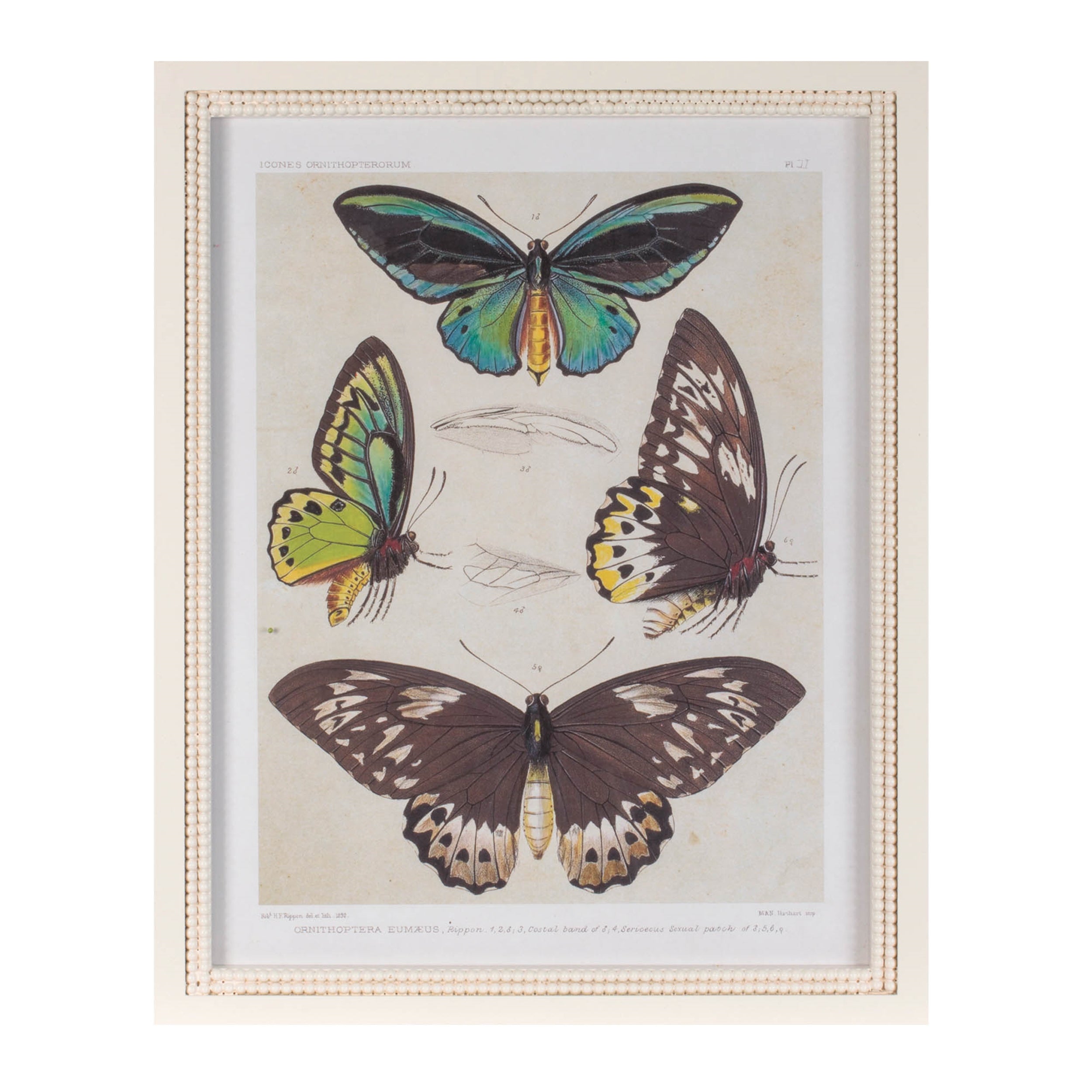 Framed Butterfly Print (Set of 2) 15.75"L x 19.75"H Wood/MDF/Glass