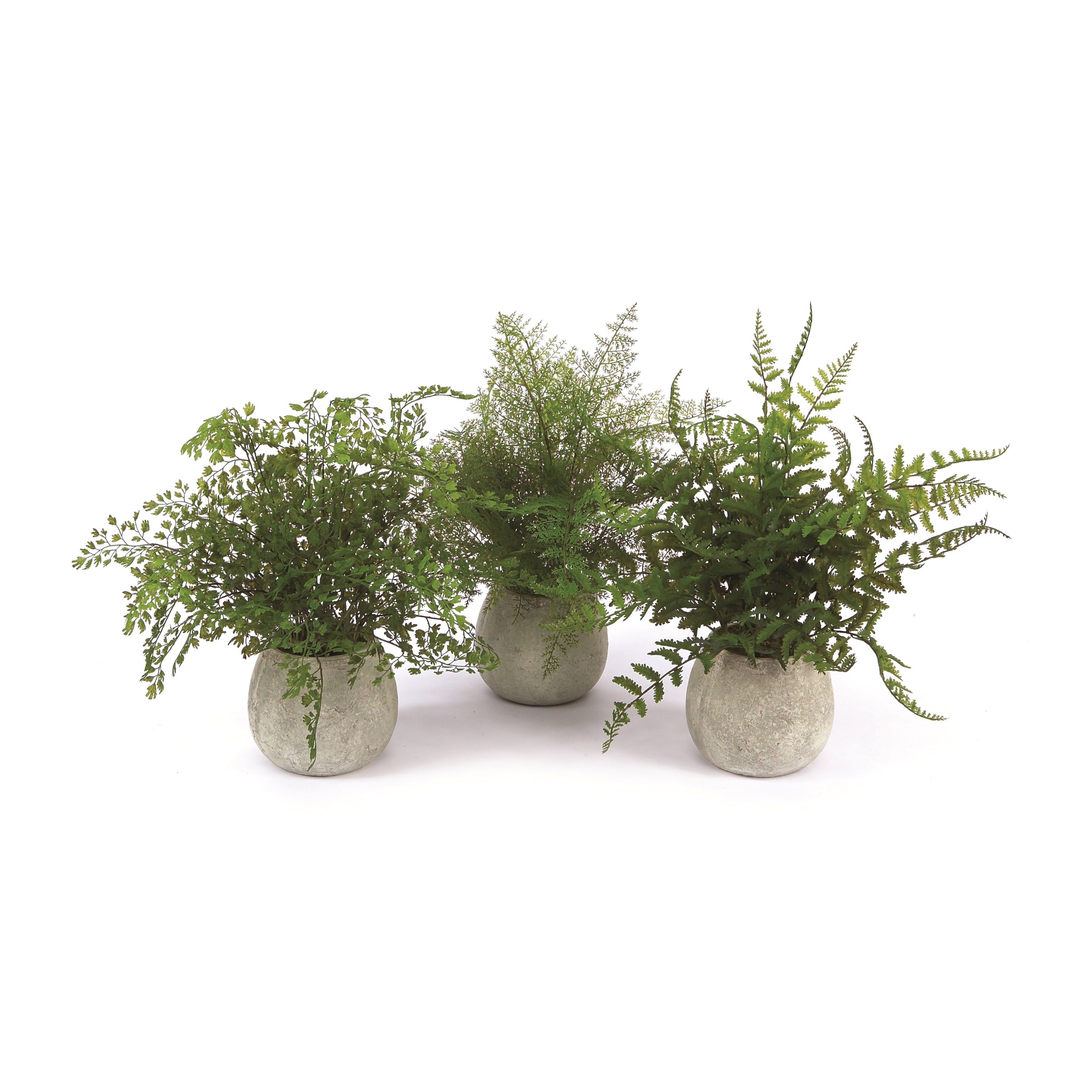 Potted Fern Plant in Grey Pot (Set of 3)
