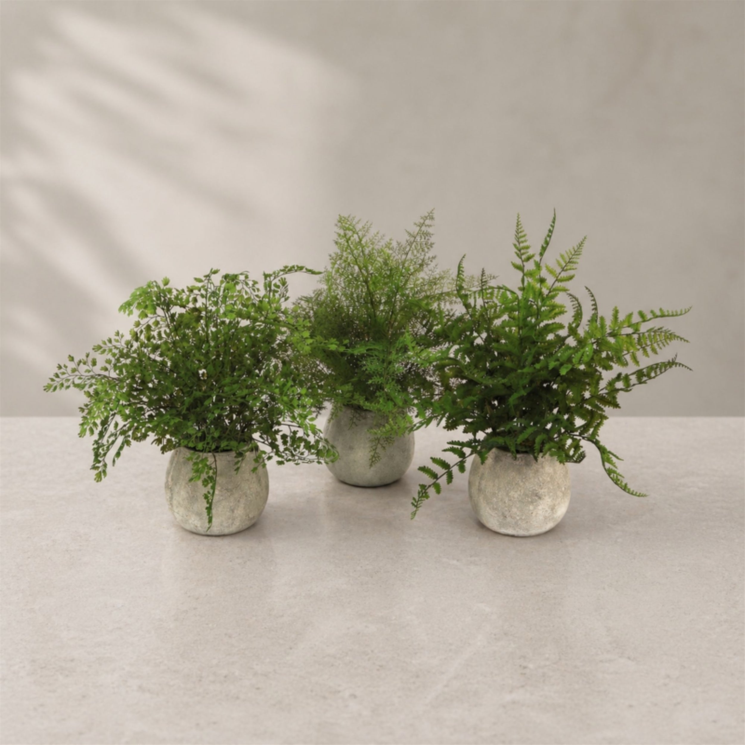 Potted Fern Plant in Grey Pot (Set of 3)