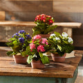 Assorted Kalanchoe Flower in Terra Cotta (Set of 4)