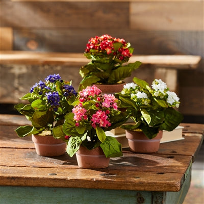 Assorted Kalanchoe Flower in Terra Cotta (Set of 4)