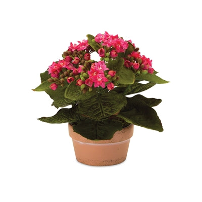 Assorted Kalanchoe Flower in Terra Cotta (Set of 4)
