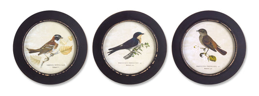 Wood Framed Encyclopedia Bird Print (Set of 3) 9.5"D