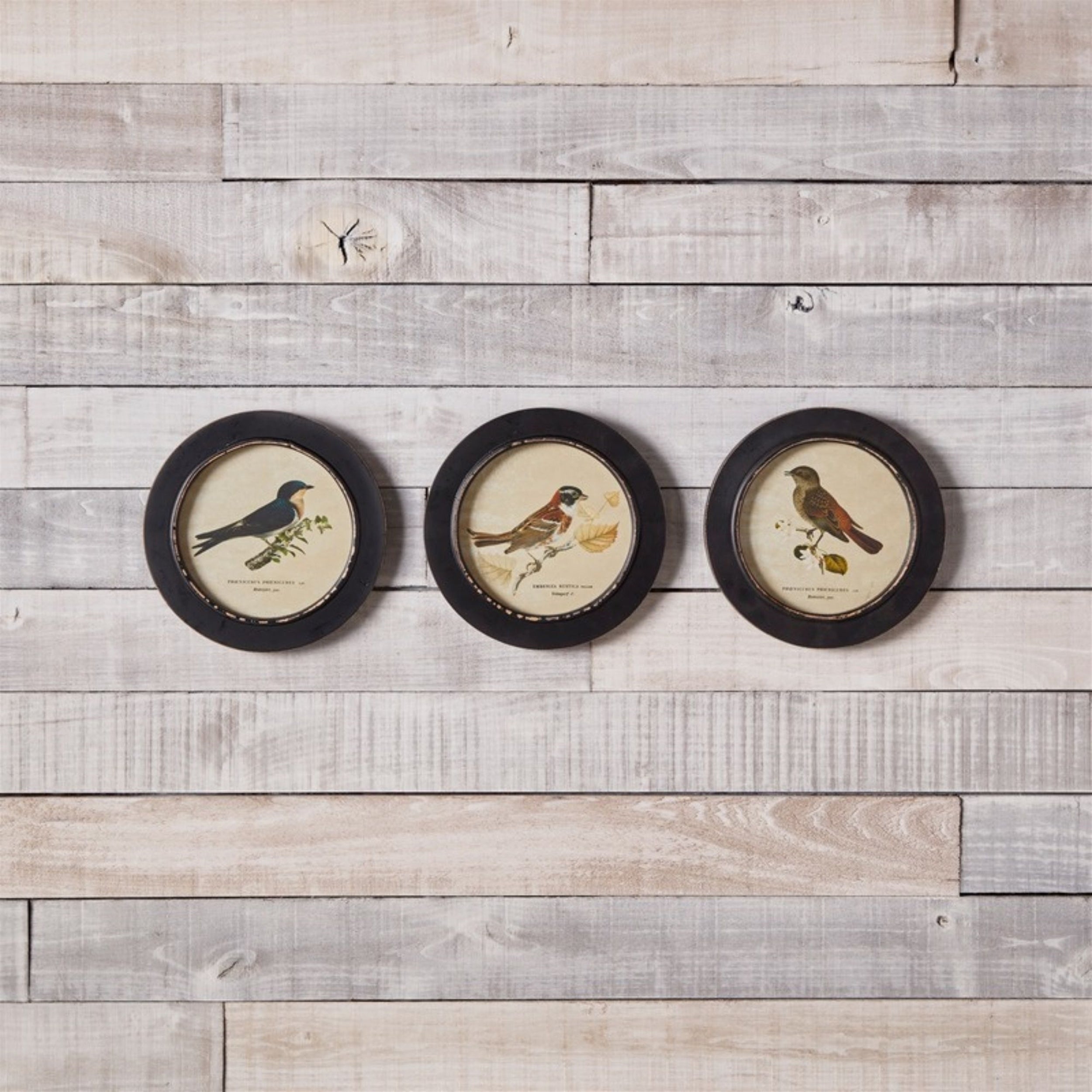 Wood Framed Encyclopedia Bird Print (Set of 3) 9.5"D