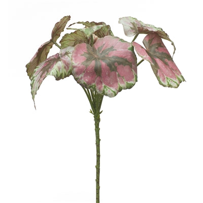 Varigated Begonia Leaf Bush (Set of 2)