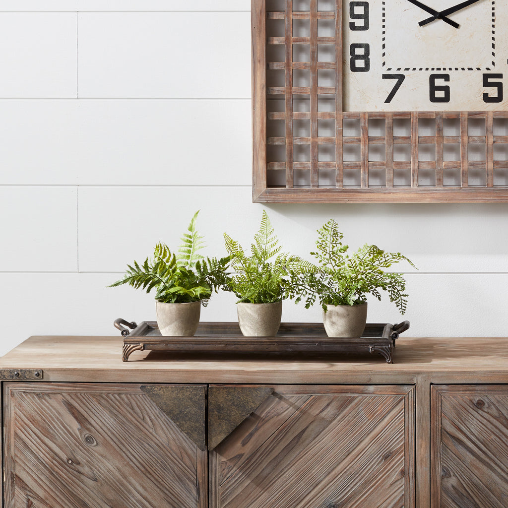 Assorted Fern Plant in Grey Pot (Set of 3)