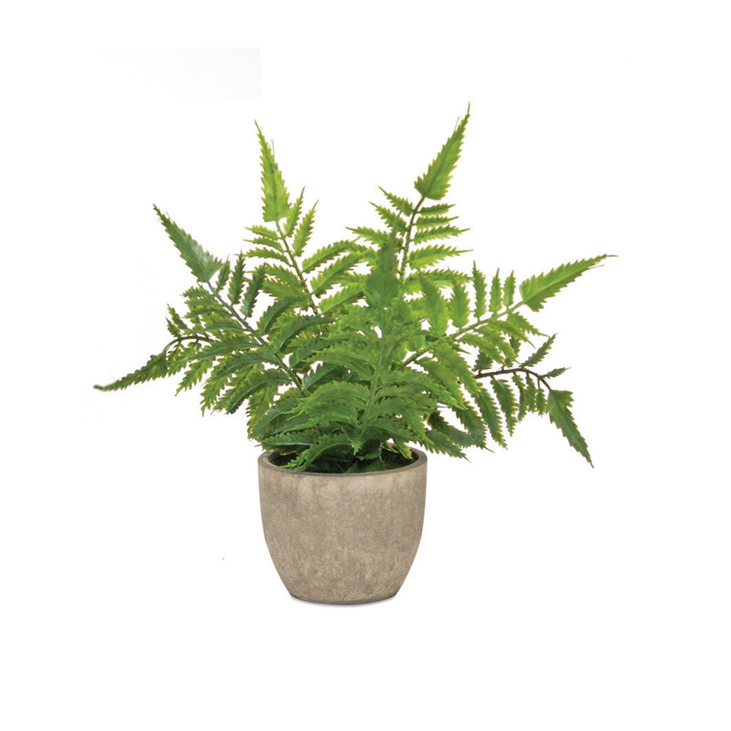 Assorted Fern Plant in Grey Pot (Set of 3)