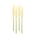 Cream Pampas Gass Stem (Set of 4)