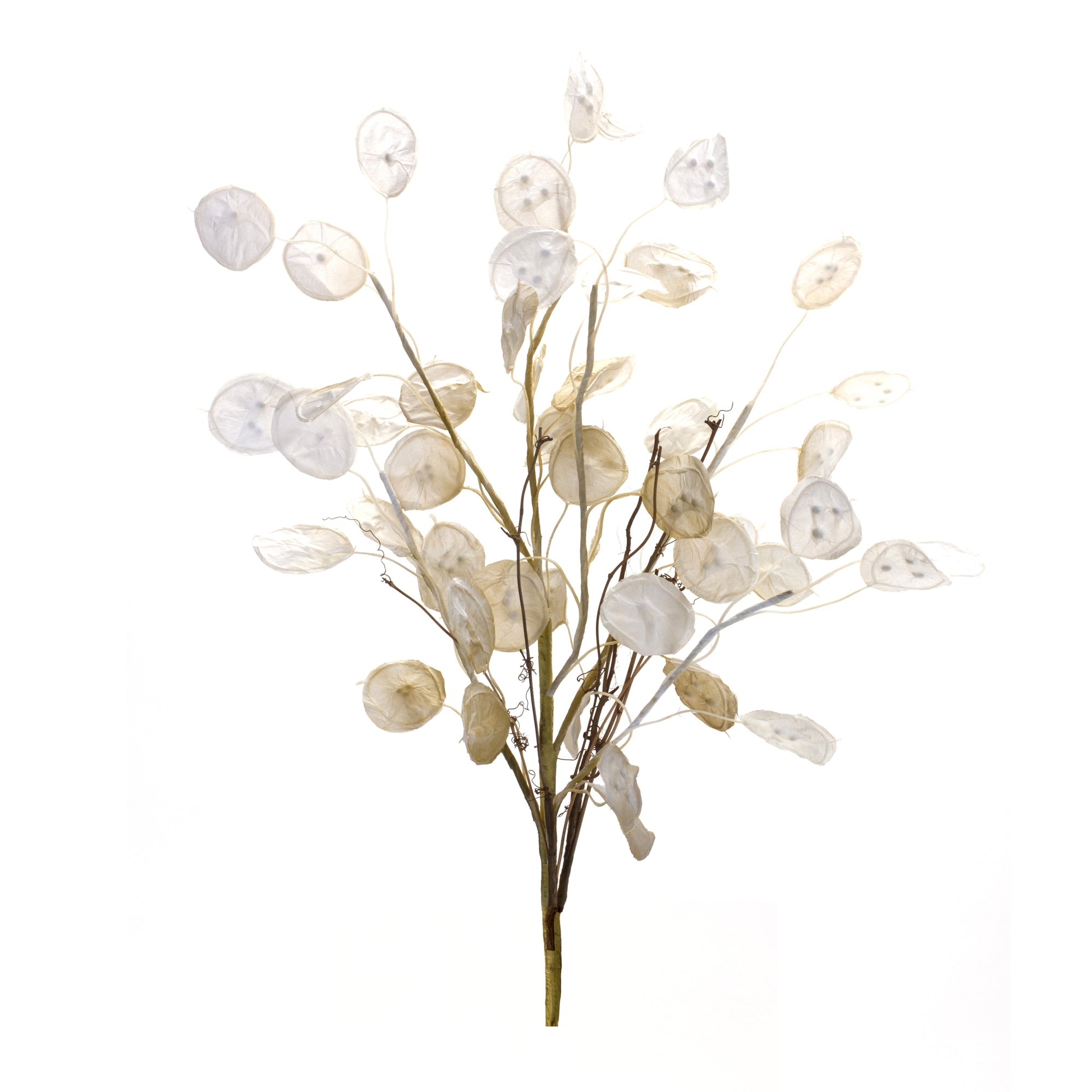 Ivory Silver Dollar Eucalyptus Spray (Set of 6)