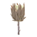 Beige Protea Stem (Set of 6)