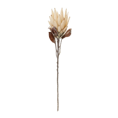 Beige Protea Flower Stem (Set of 2)