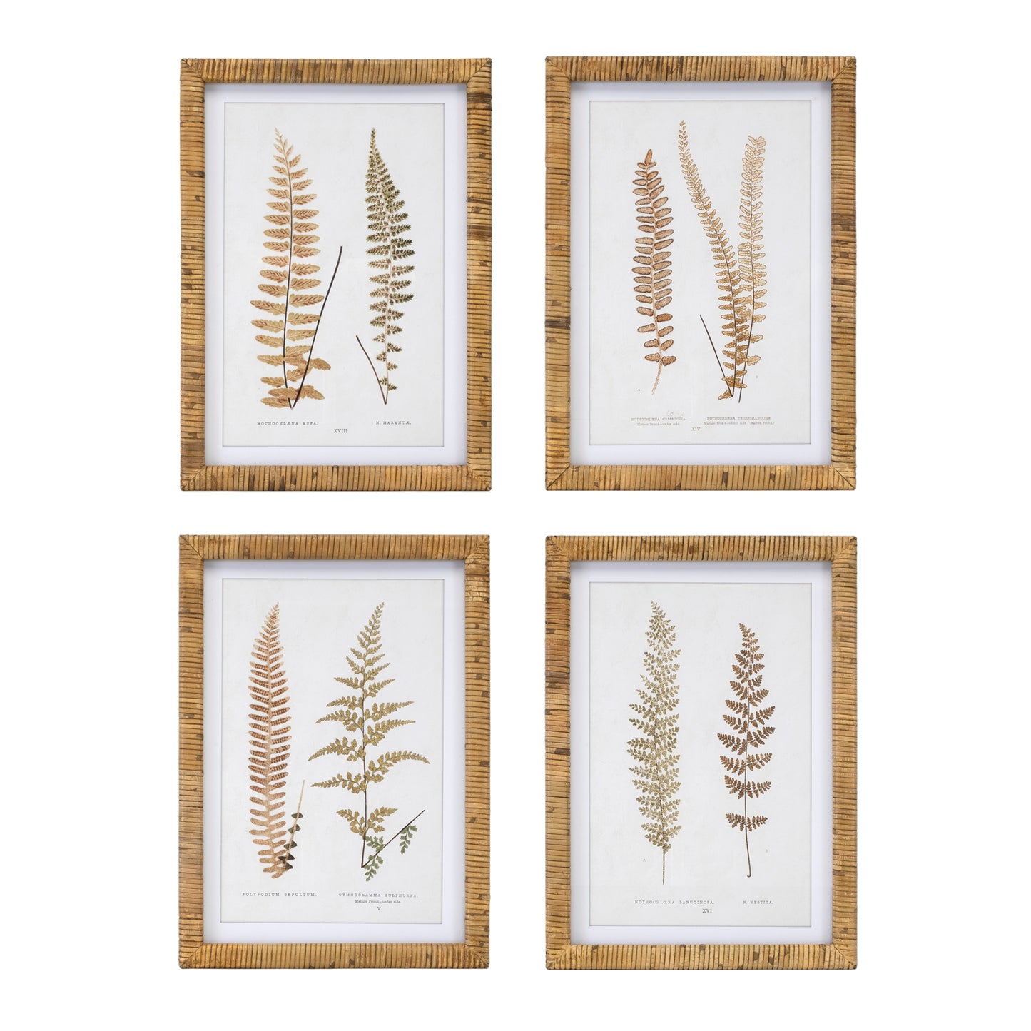 Framed Fern Print (Set of 4) 17.75"SQ Wood/MDF/Glass