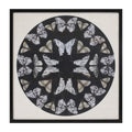Framed Butterfly Print 25"SQ
