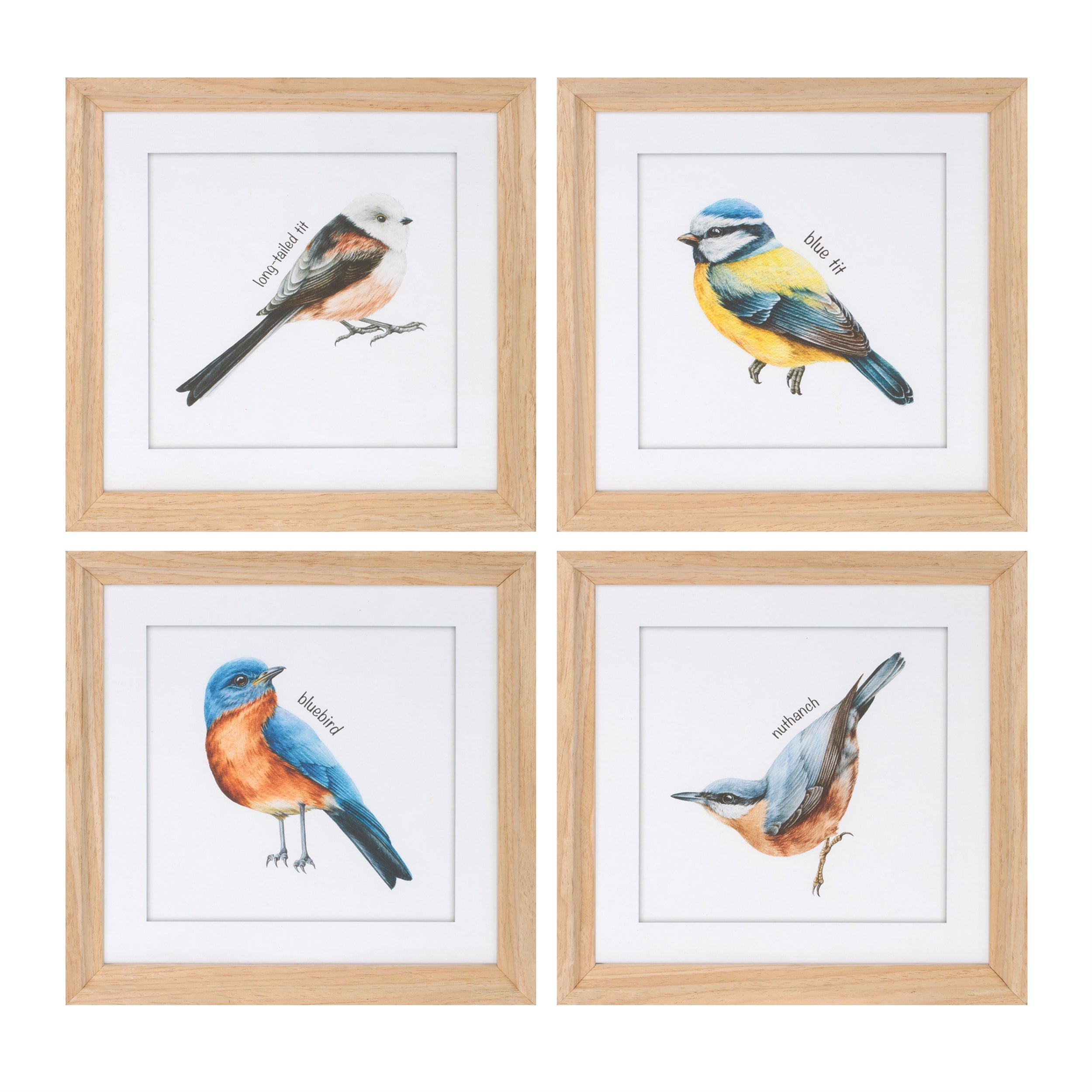 Framed Bird Print Under Glass (Set of 8)
