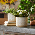 Porcelain Geometric Patterned Planter (Set of 2)